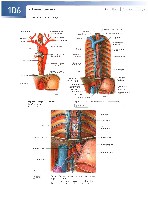 Sobotta  Atlas of Human Anatomy  Trunk, Viscera,Lower Limb Volume2 2006, page 113